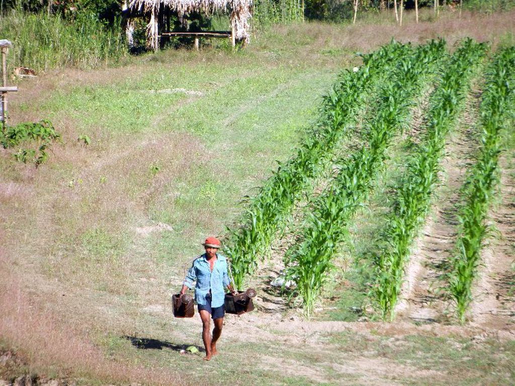 Man loopt over een pad langs groene akkers op het platteland van Myanmar tijdens een groepsrondreis.