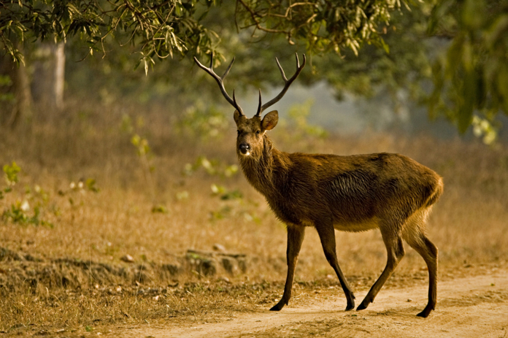 Sambarhert met gewei op een zandpad in een nationaal park in India tijdens een tijgerreis.