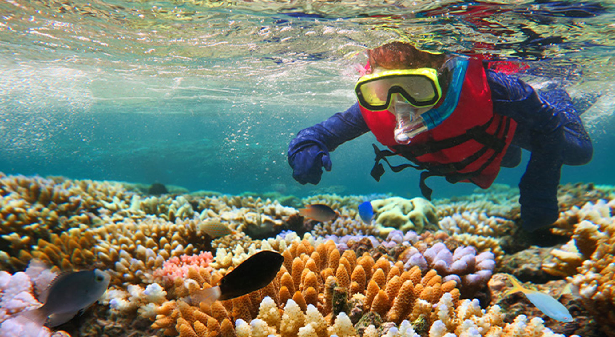 Great Barrier Reef Snorkelaar met duikbril en zwemvest boven kleurrijk koraalrif met tropische vissen.