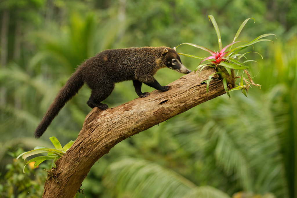Neusbeer op een boomstam in het regenwoud van Costa Rica tijdens een groepsrondreis.