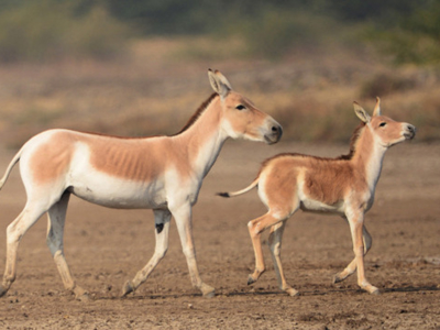 Wilde ezel met jong in het Little Rann of Kutch, Gujarat.
