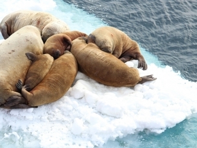 Walrussen rusten op een ijsschots in Spitsbergen.