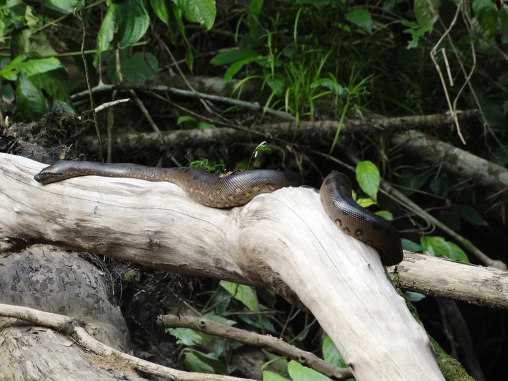 Donkere anaconda op een boomstam in het regenwoud van Ecuador.