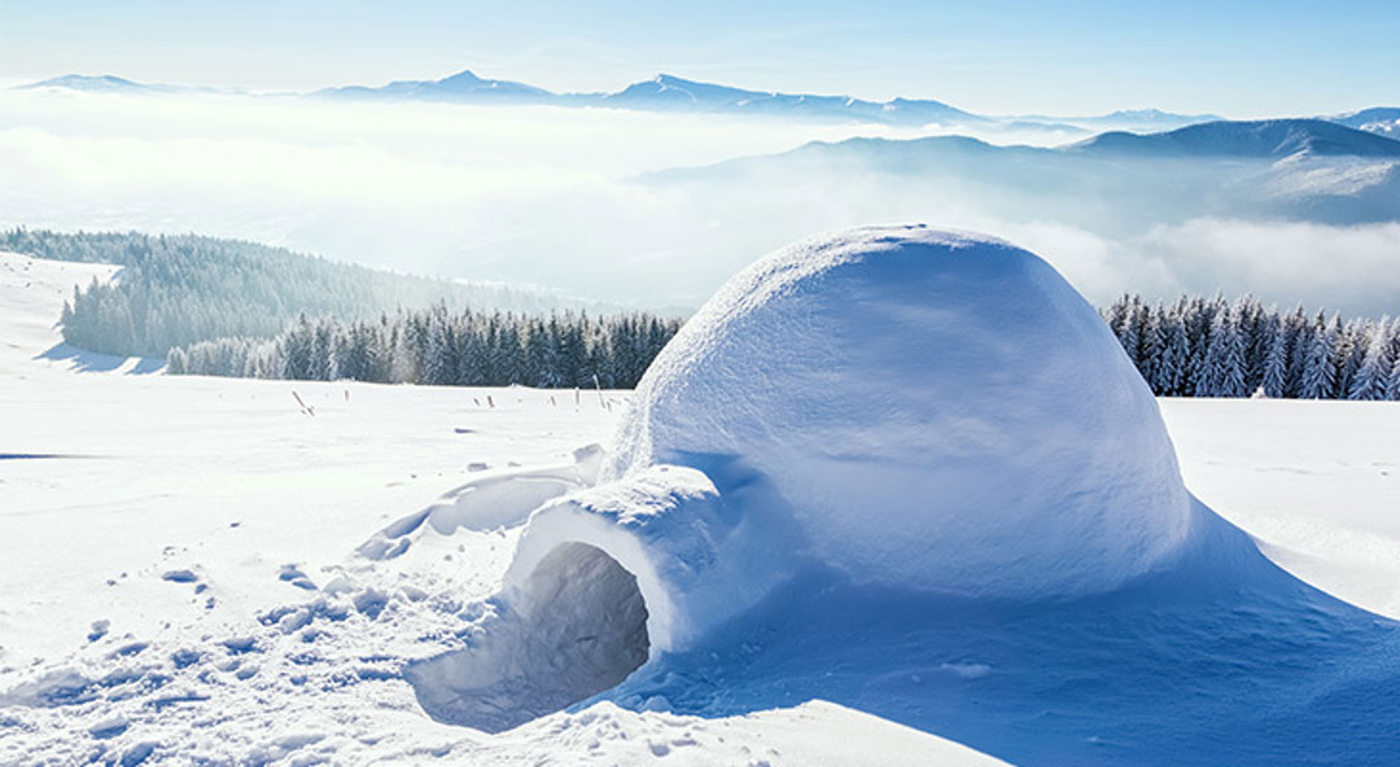 Sneeuwiglo in een besneeuwd berglandschap met dennenbos en mistige bergtoppen op de achtergrond.
