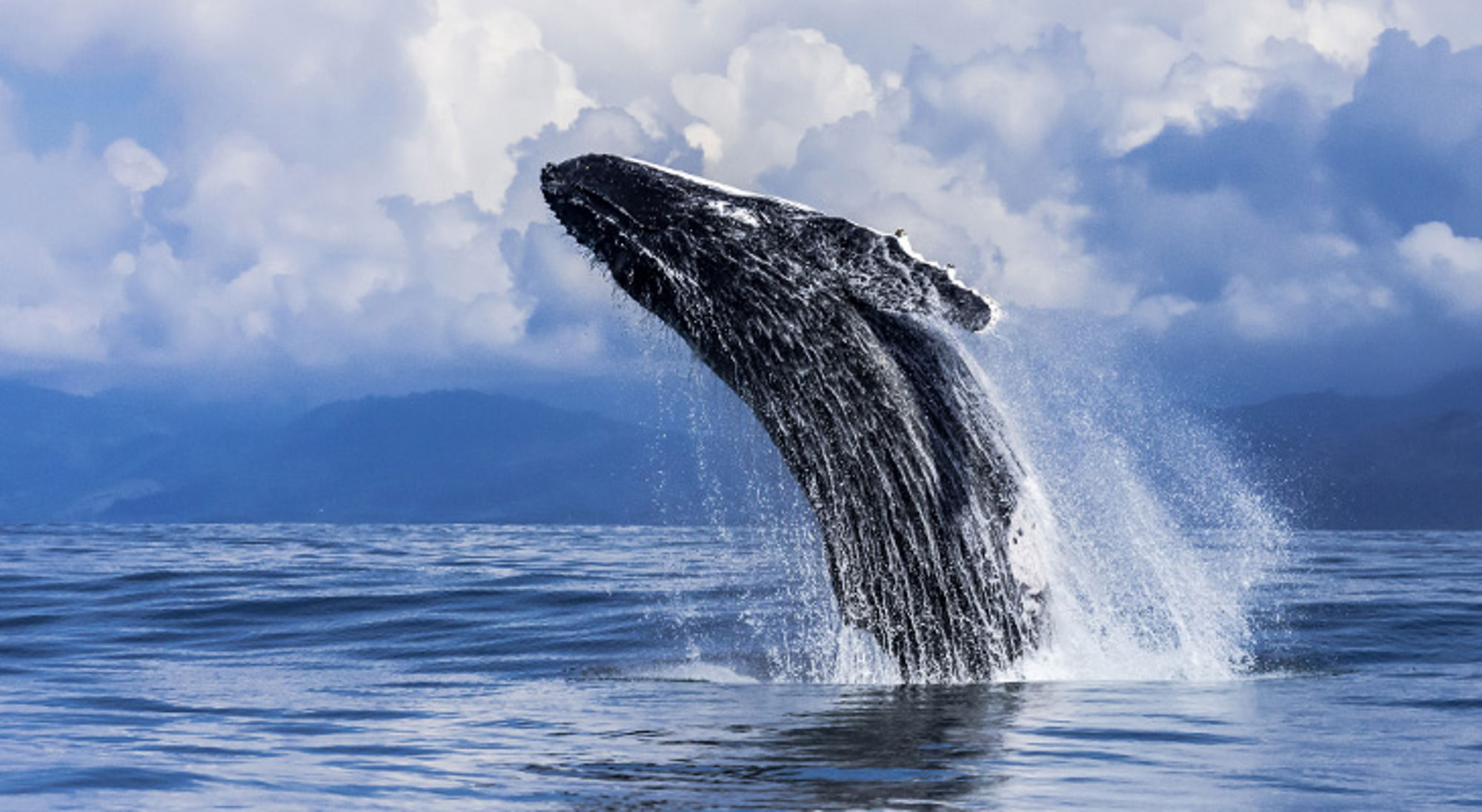Walvis Costa Rica Bultrugwalvis springt uit de oceaan voor de kust van Costa Rica, met opspattend water en wolkenlucht.