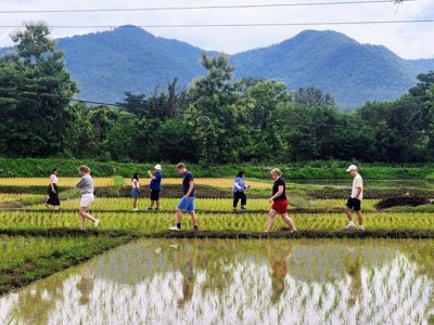Kalkstenen rotsformaties en rijstvelden in Thailand tijdens de Familiereis Thailand Comfort-Plus.