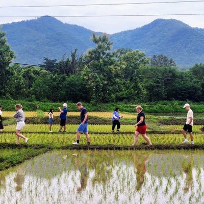 Kalkstenen rotsformaties en rijstvelden in Thailand tijdens de Familiereis Thailand Comfort-Plus.