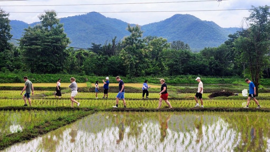 Kalkstenen rotsformaties en rijstvelden in Thailand tijdens de Familiereis Thailand Comfort-Plus.
