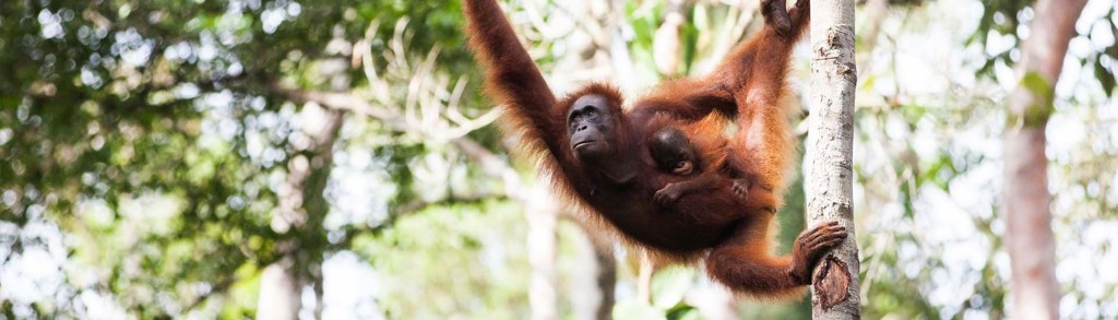 Orang-oetan met jong in de jungle van Kalimantan, Indonesië.