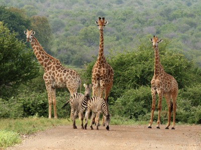 Giraffen en zebra’s op een zandweg in Kruger National Park, Zuid-Afrika.