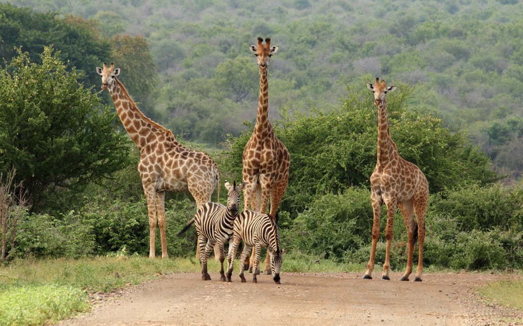 Giraffen en zebra’s op een zandweg in Kruger National Park, Zuid-Afrika.