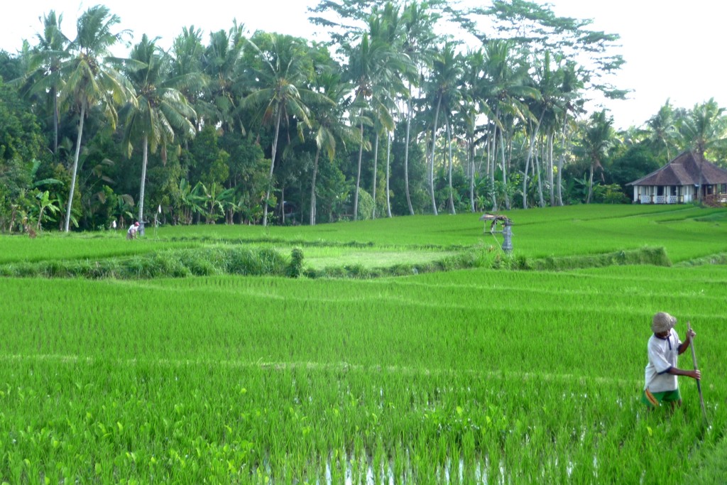 Groene rijstvelden met palmbomen en boer op Bali tijdens een groepsrondreis.