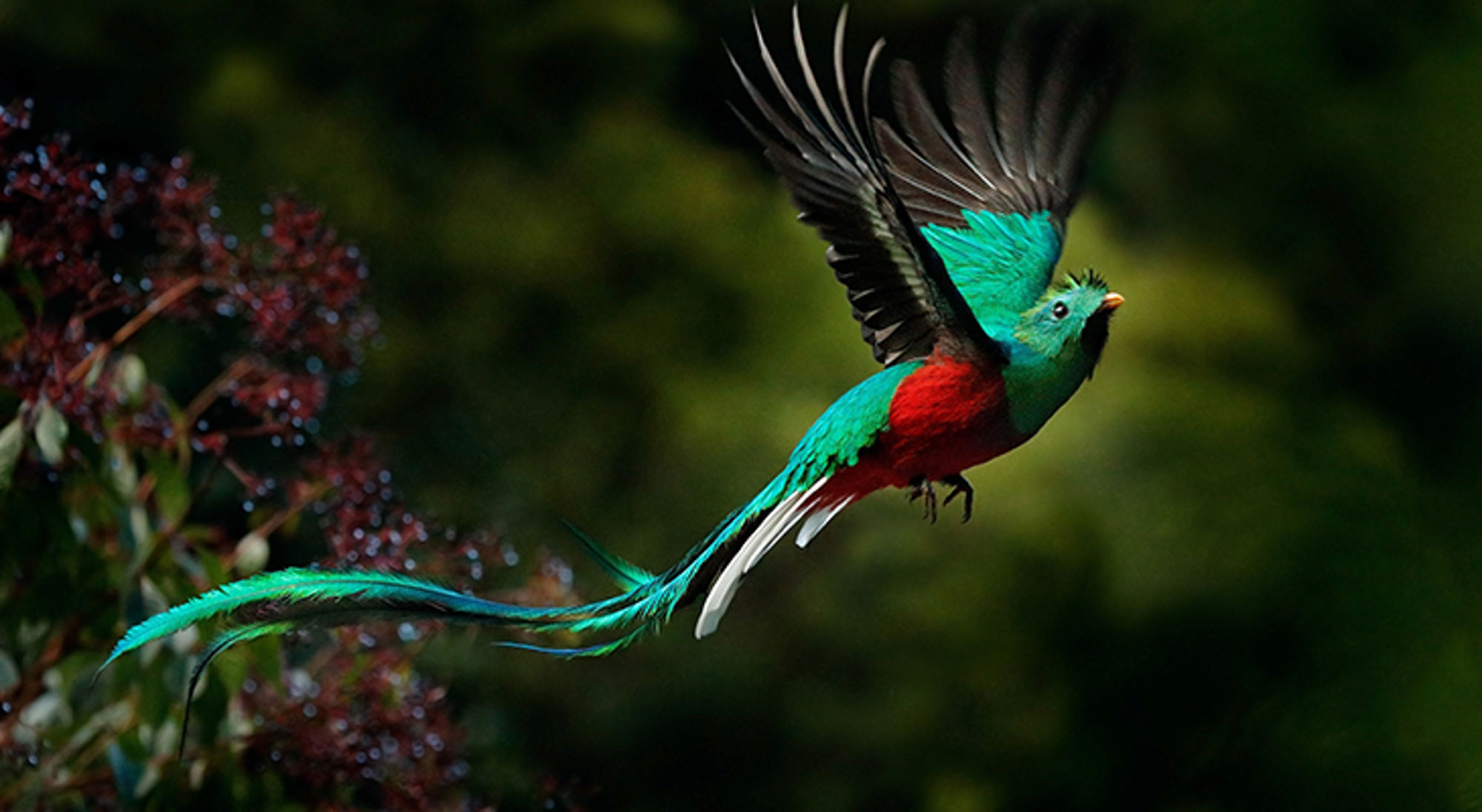 Quetzal met groene en rode veren in vlucht boven het bos.
