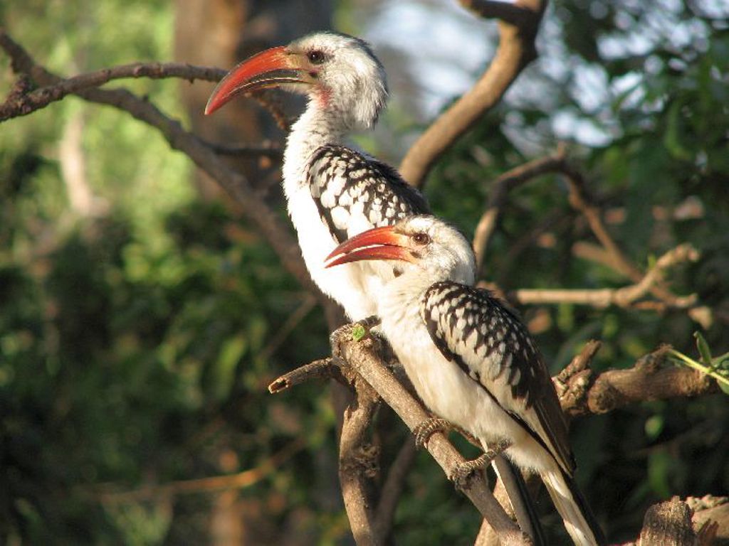 Twee roodbekneushoornvogels op een tak tijdens safari in Kenia.
