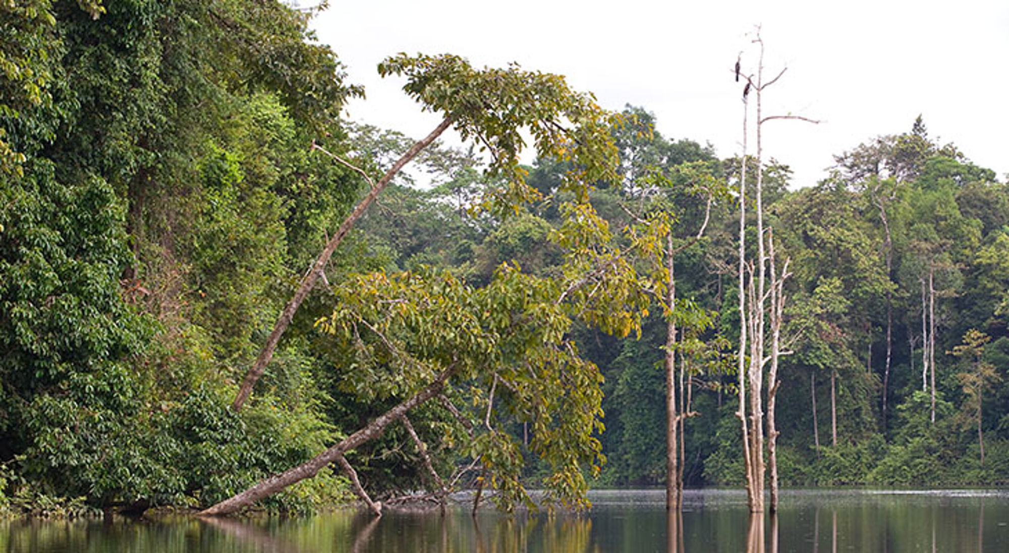 Groen regenwoud langs een rustige rivier met overhangende bomen en kale boomstammen in het water.