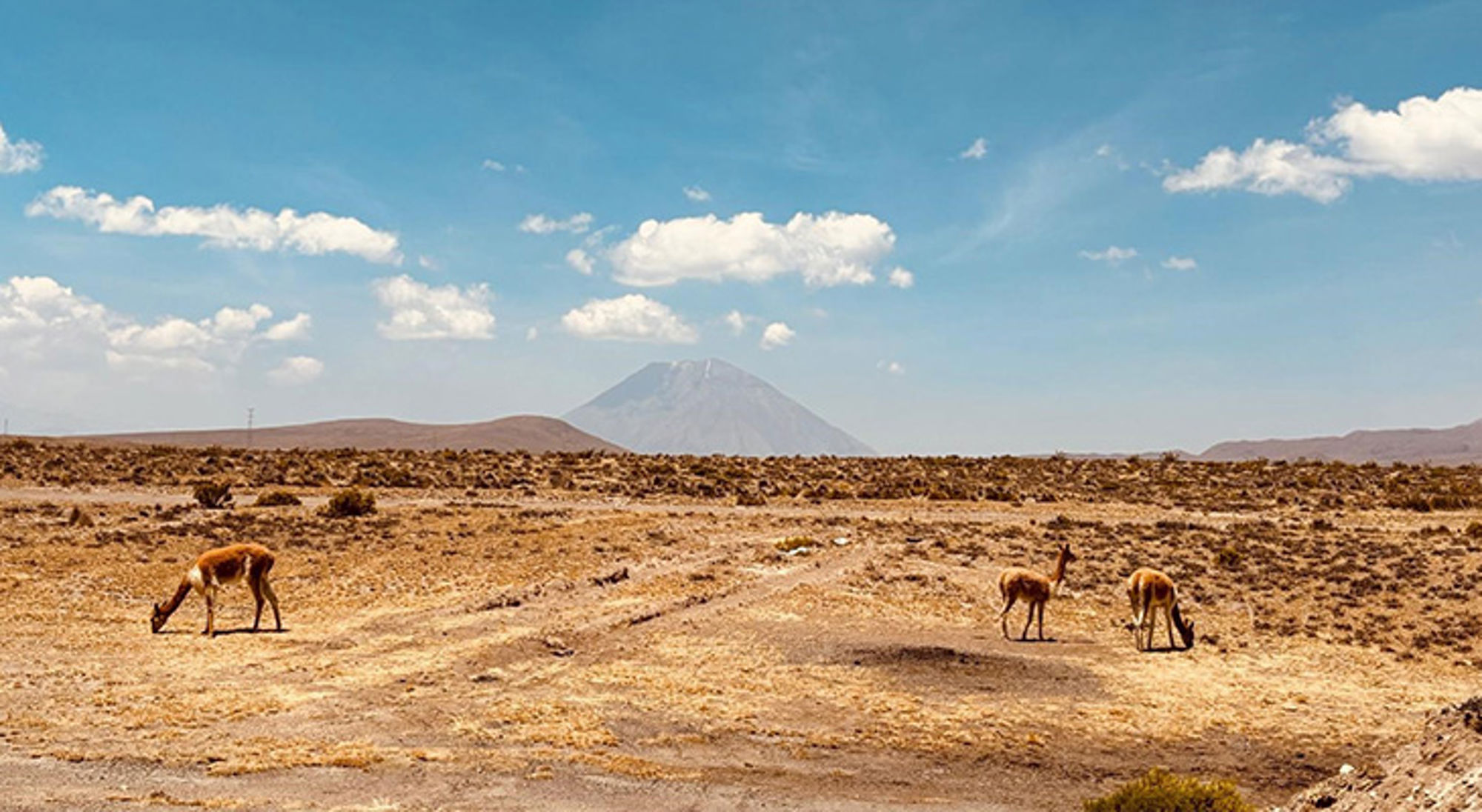 Peru Guanaco’s grazen in een droog berglandschap met een vulkaan op de achtergrond.