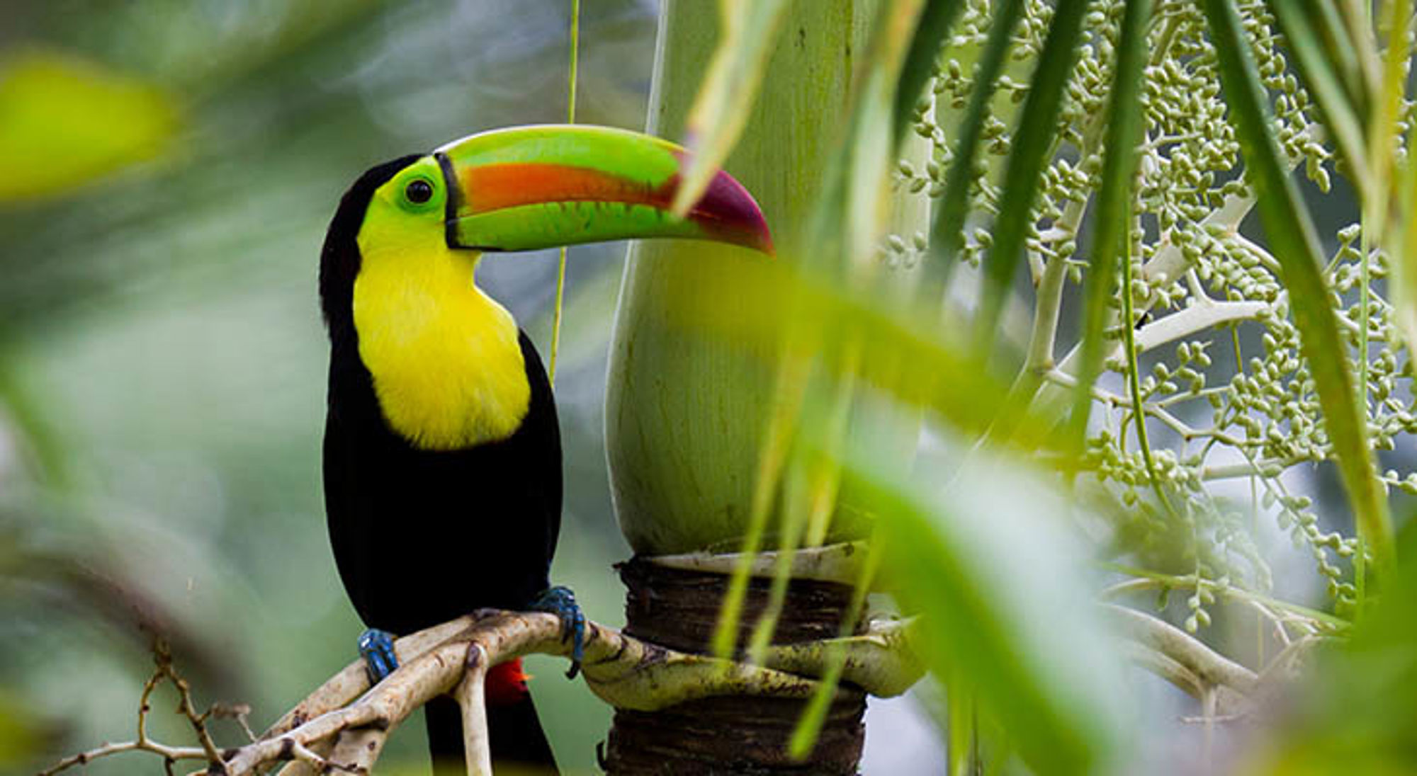 Wildlife Belize Toekan met felgekleurde snavel op een tak tussen groene bladeren.