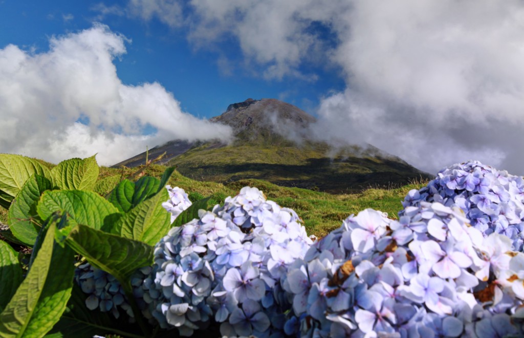 Hortensia’s op de voorgrond met een vulkaanlandschap op de Azoren tijdens de groepsrondreis Azoren Compleet.