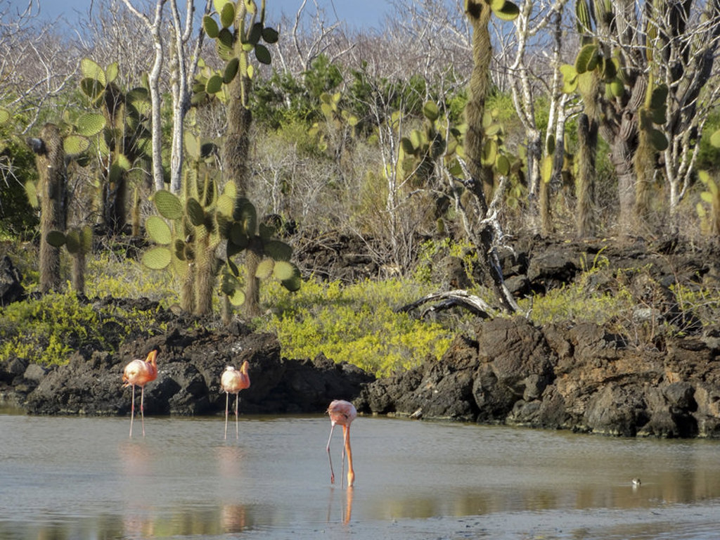 Flamingo’s in een lagune tussen lavastenen en cactussen op de Galapagos-eilanden, Ecuador.