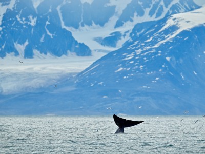 Walvisstaart boven zee bij de besneeuwde bergen van Spitsbergen.