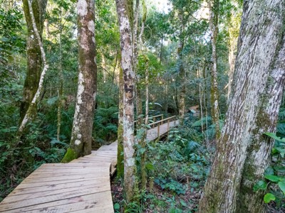 Houten wandelpad door dicht bos met varens langs de route Johannesburg - Kaapstad, 24 dagen.