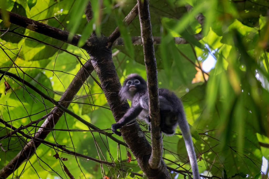 Zilverkleurige langoer in een boom in de jungle van Thailand tijdens de groepsrondreis Noord en Zuid Hoogtepunten.