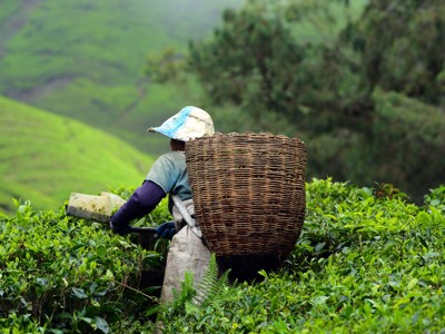 Theeplukker met rieten mand in een groene theeplantage in de Cameron Highlands, West-Maleisië.