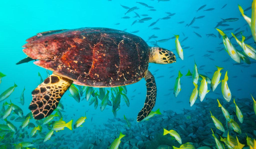Zeeschildpad zwemt tussen tropische vissen in helderblauw water bij de Malediven tijdens een familiereis.