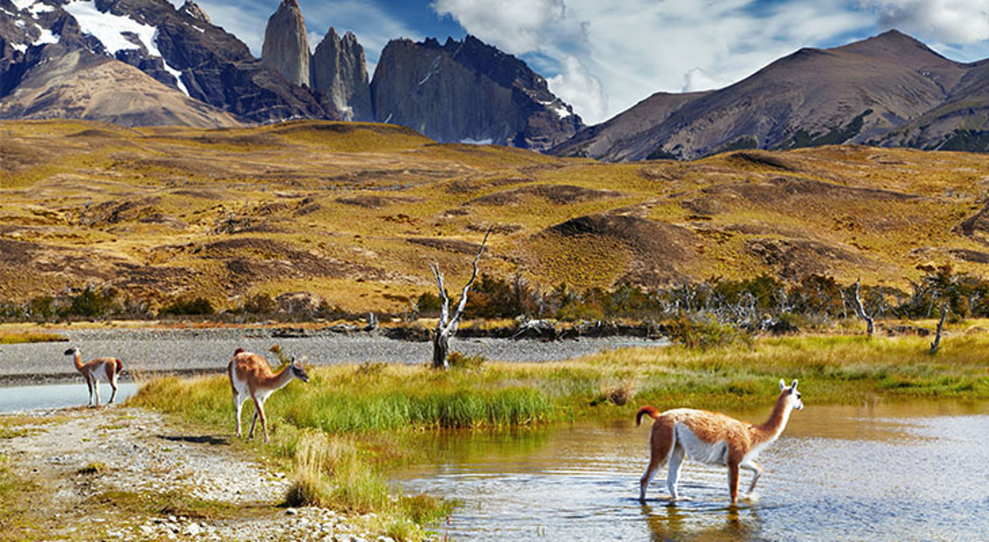 Guanaco in het Nationaal Park Torres de Paine Guanaco’s bij een lagune met de Torres del Paine-bergen op de achtergrond in Patagonië.
