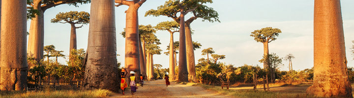 Baobabbomen langs een zandweg in Madagascar bij zonsondergang.