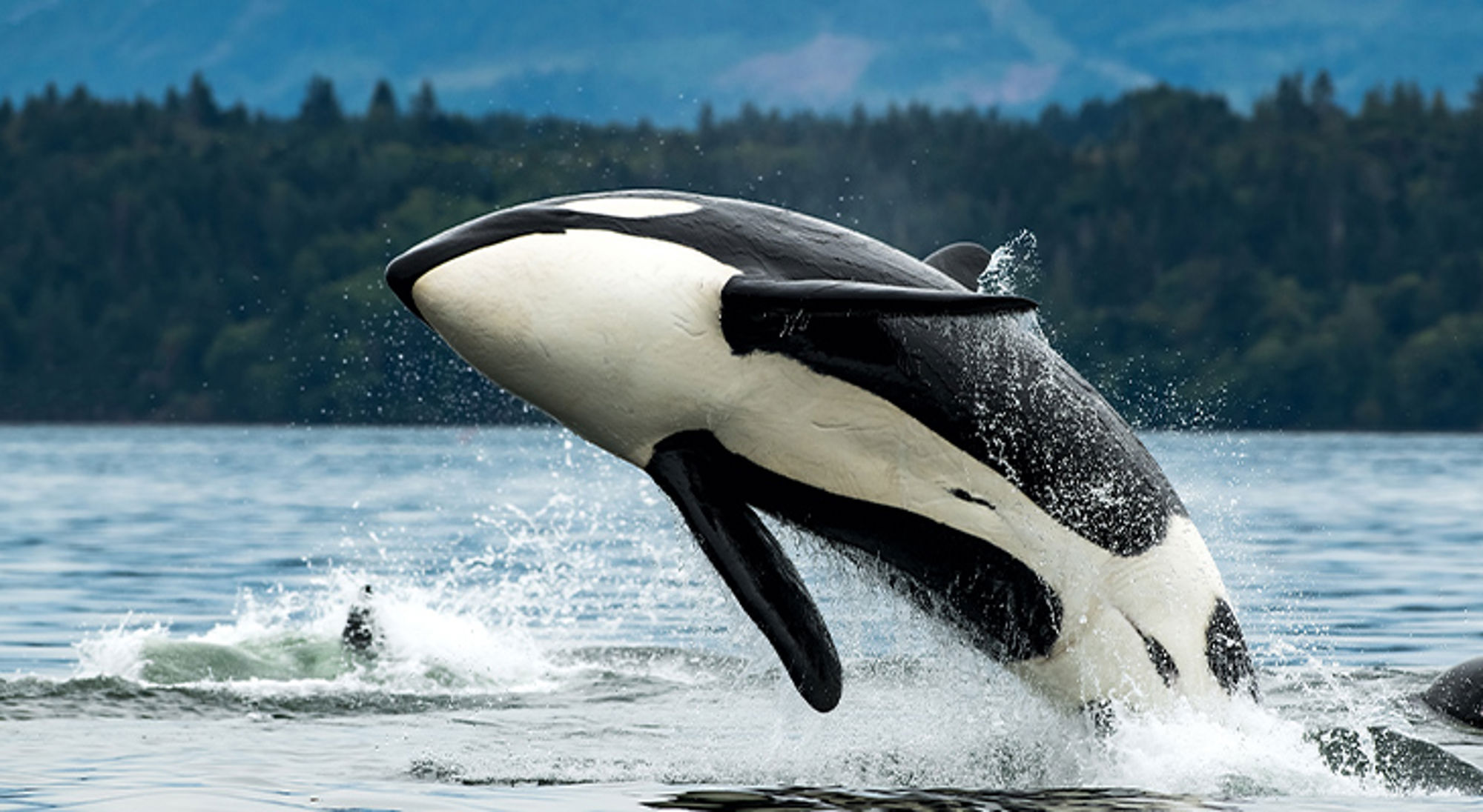 Canada Orka springt uit zee voor een bosrijke kust.