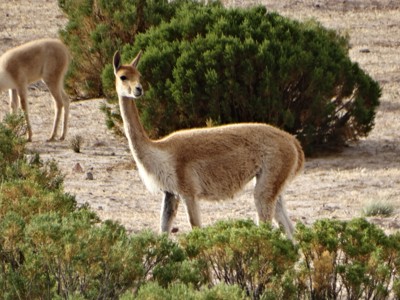 Vicuña in de Atacama-woestijn tijdens de Route Bolivia en Chili.