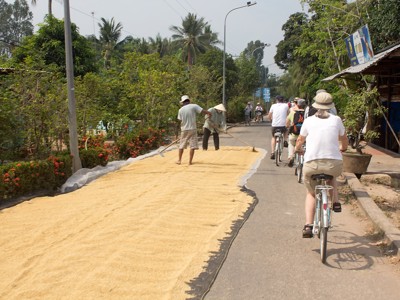 Fietstocht langs rijst die langs de weg ligt te drogen in Vietnam.