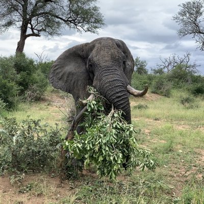 Olifant in Zuid-Afrika tijdens premium groepsrondreis, tussen bomen in de savanne.