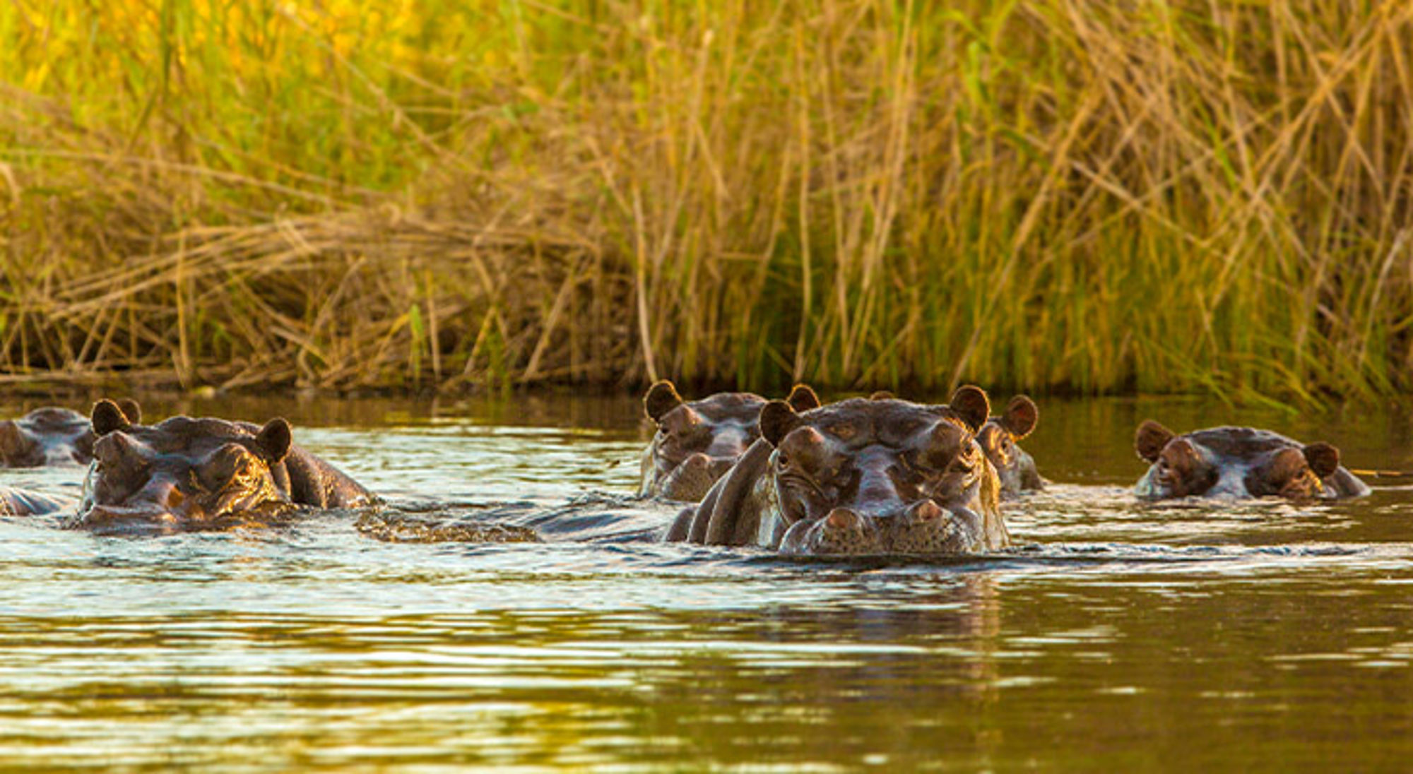 Botswana Nijlpaarden zwemmen in een rivier tussen hoog riet tijdens zonsondergang.