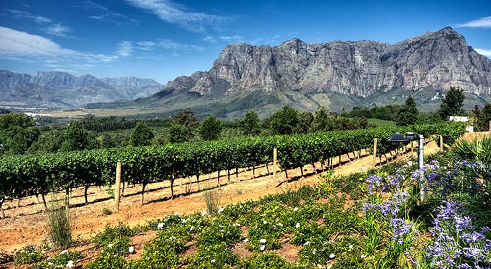 Bergen, wijngaarden en bloemen in Stellenbosch Groep giraffen in de savanne van Zuid-Afrika.