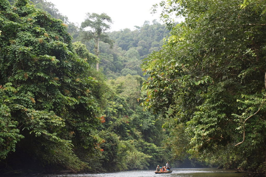 Boottocht over een rivier door dicht regenwoud in Maleisisch Borneo.