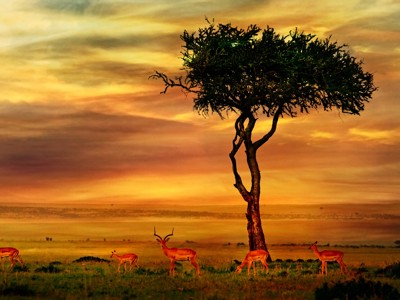 Impala’s bij een acaciaboom tijdens zonsondergang op de savanne langs de route Johannesburg - Kaapstad.