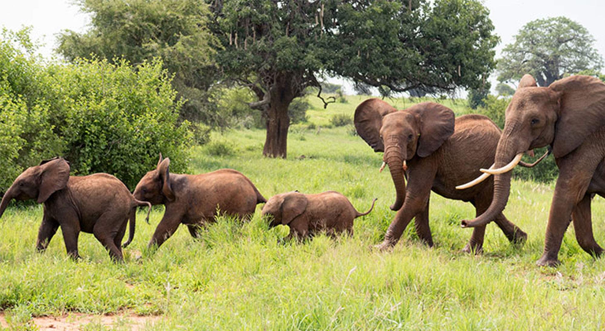 Olifanten in Arusha National Park Kudde Afrikaanse olifanten met kalfjes loopt door groen savannelandschap.