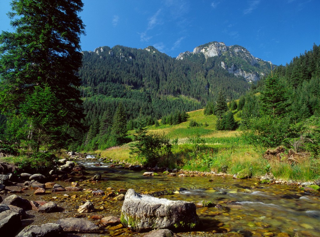 Berglandschap in Polen met heldere beek, groene dennenbossen en rotsachtige toppen onder blauwe lucht.