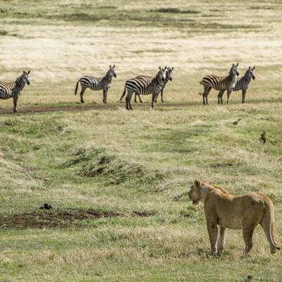 Leeuwin kijkt naar zebra’s op de savanne tijdens groepsrondreis Kenia, Tanzania en Zanzibar.