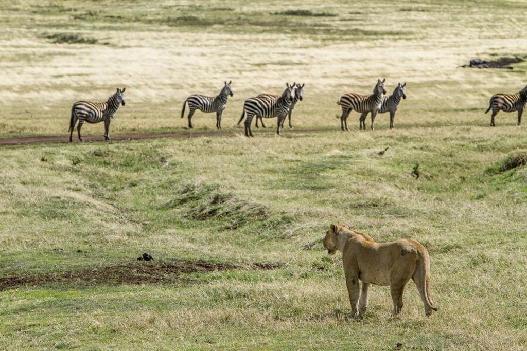Leeuwin kijkt naar zebra’s op de savanne tijdens groepsrondreis Kenia, Tanzania en Zanzibar.