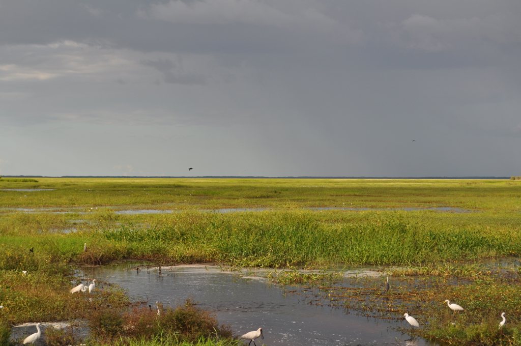 Watervogels in een uitgestrekt moeraslandschap in West-Australië onder een dreigende lucht.