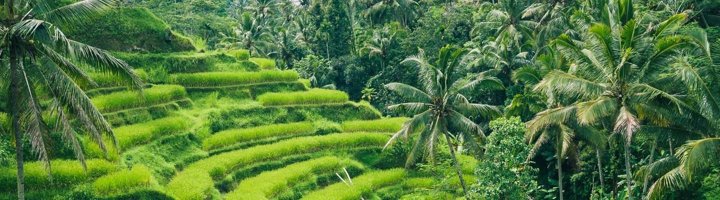 Groene rijstvelden met palmbomen in Ubud, Bali.