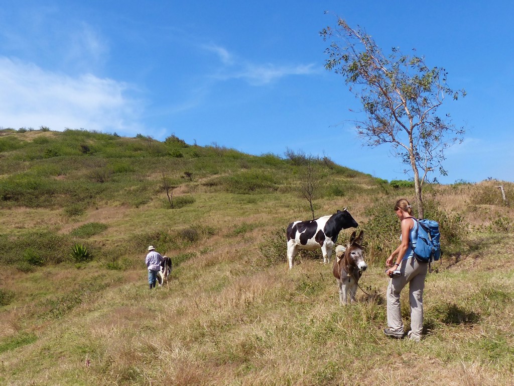 Wandelaar met rugzak op een heuvel in Kaapverdië, met ezel en koeien in het landschap.
