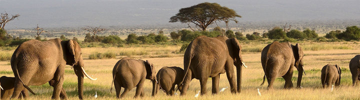 Kudde olifanten op de savanne in Selous Game Reserve, Tanzania.