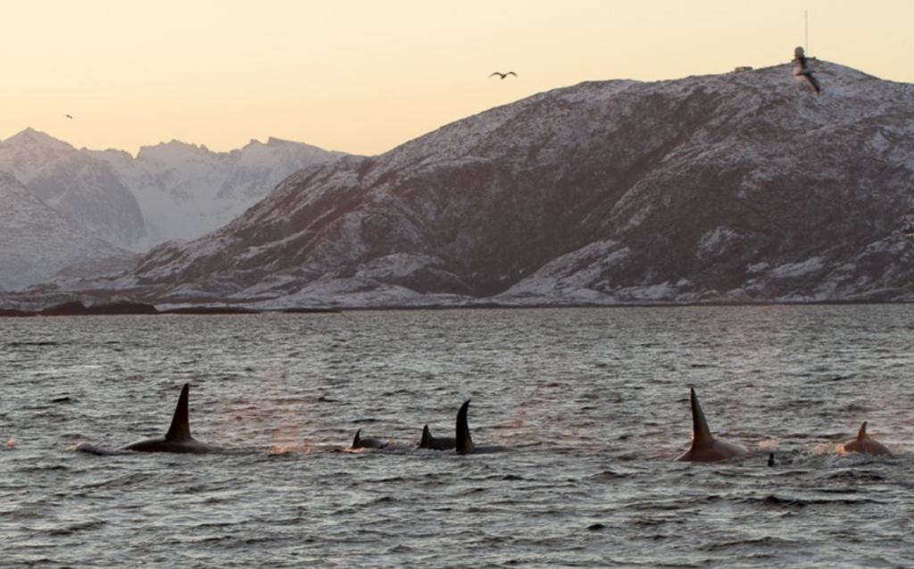 Orka’s zwemmen voor de besneeuwde bergen van Noorwegen tijdens een zeilreis met de Antigua.