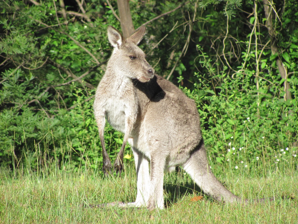 Kangoeroe in het gras aan de bosrand tijdens een groepsrondreis door Australië.