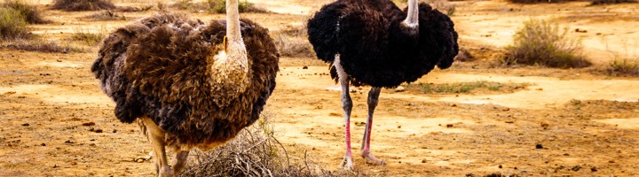 Struisvogels in het droge landschap bij Oudtshoorn, Zuid-Afrika.