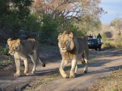 Leeuwen lopen over een zandpad tijdens safari in Kruger National Park, Zuid-Afrika.